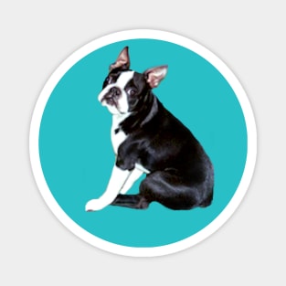 A Boston Terrier - Just the Dog Magnet